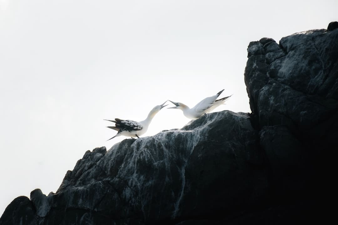 漳浦开渔 千帆竞发赴蓝海